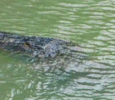 Body with signs of crocodile attack found in Ameca River, a leg was found last month
