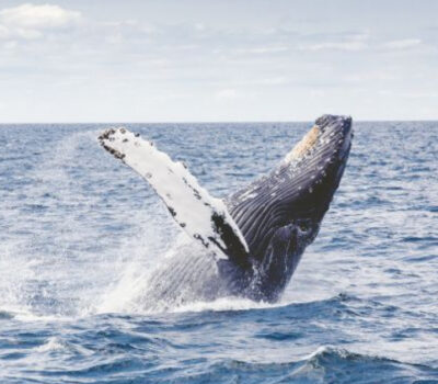 An introduction to whale watching in Puerto Vallarta