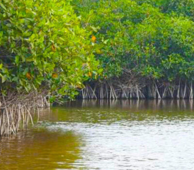 El Salado Estuary in Puerto Vallarta Set to Reopen After Two-Year Closure