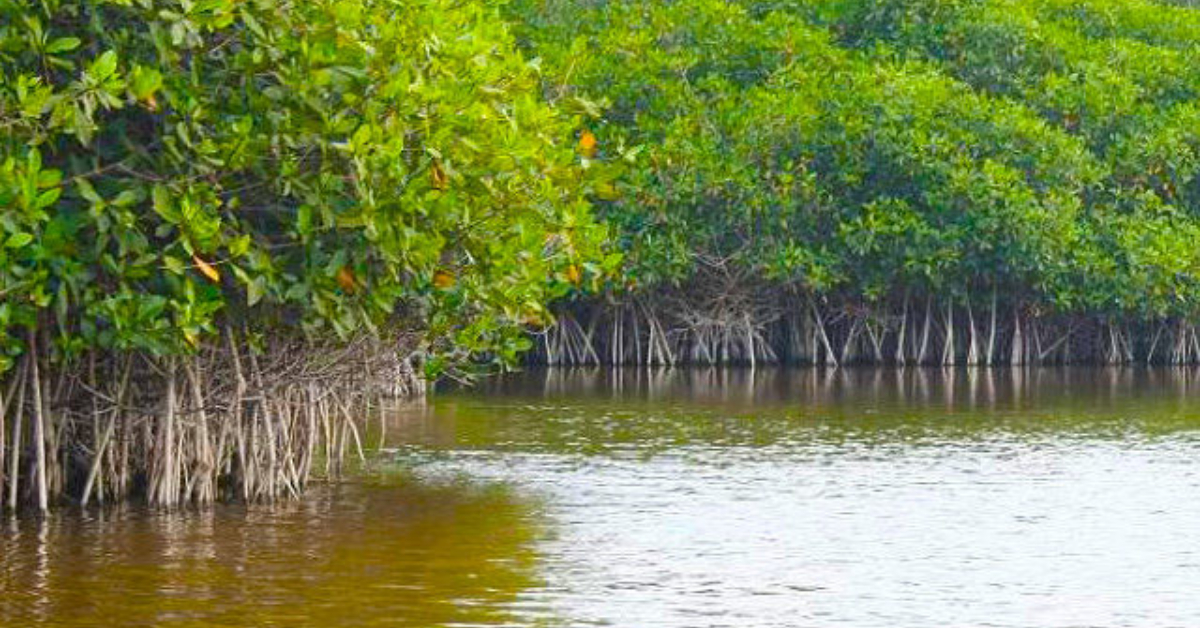 El Salado Estuary in Puerto Vallarta Set to Reopen After Two-Year Closure