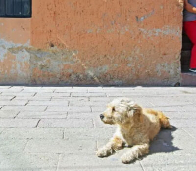 Shocking Case of Animal Abuse in Mexico: Man Throws Dog into Boiling Fry Oil