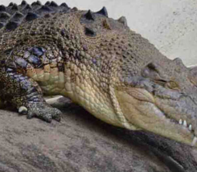 Deux touristes américains blessés lors d'une rencontre avec un alligator à Puerto Vallarta