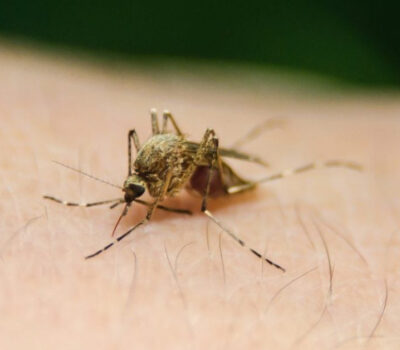 Jalisco Confirms Two Additional Dengue Cases in Puerto Vallarta