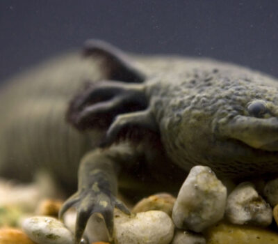 Mexico Initiates Adopt an Axolotl Drive to Rescue Endangered Species