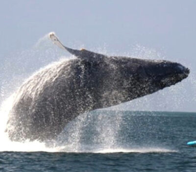 Reckless tourist narrowly loses his life after encounter with whale in Puerto Vallarta