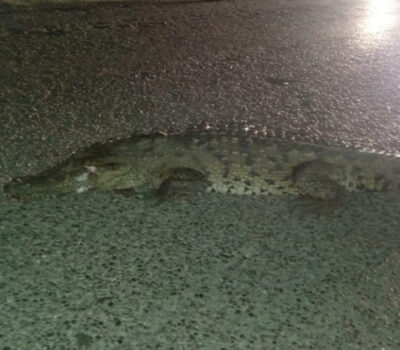 Crocodile Fatally Run Over in Nuevo Vallarta Nayari