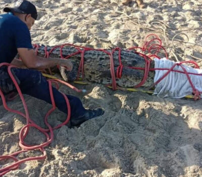 A 2-Meter-Long Crocodile Captured Near Bahía Del Sol Hotel in Nuevo Nayarit