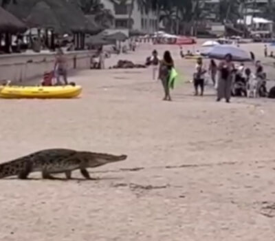 Puerto-Vallarta-Crocodile