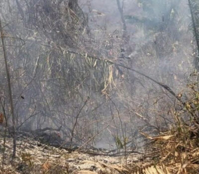 forest fires