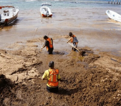 Cancún Steps Up Strategy as 40 Tonnes of Sargassum Removed in One Day