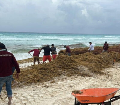 cancun-beaches-50-tons-sargassum-cleanup