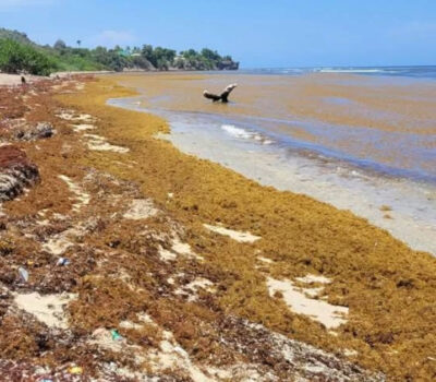 cancun-hotels-sargassum-cleanup-failures