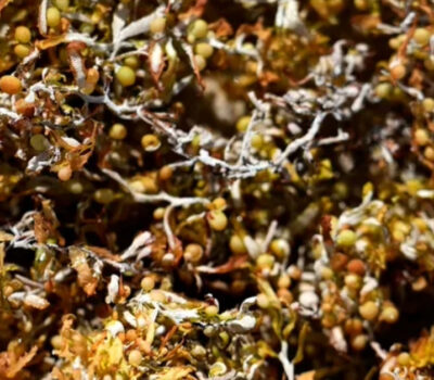 cancun-sargassum-environmental-fund-response