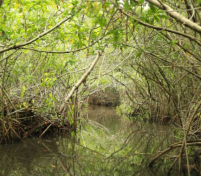 mangroves-hurricane-protection