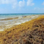 August sargassum forecast challenges Riviera Maya tourism