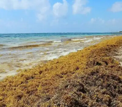 August sargassum forecast challenges Riviera Maya tourism