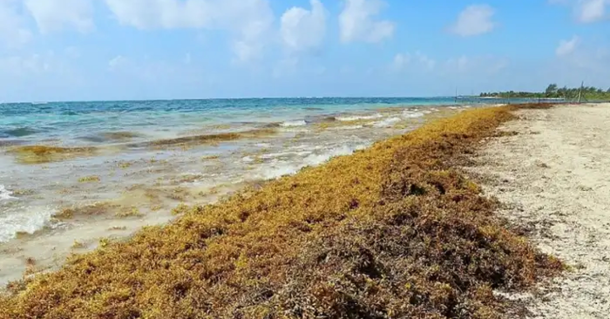 August sargassum forecast challenges Riviera Maya tourism