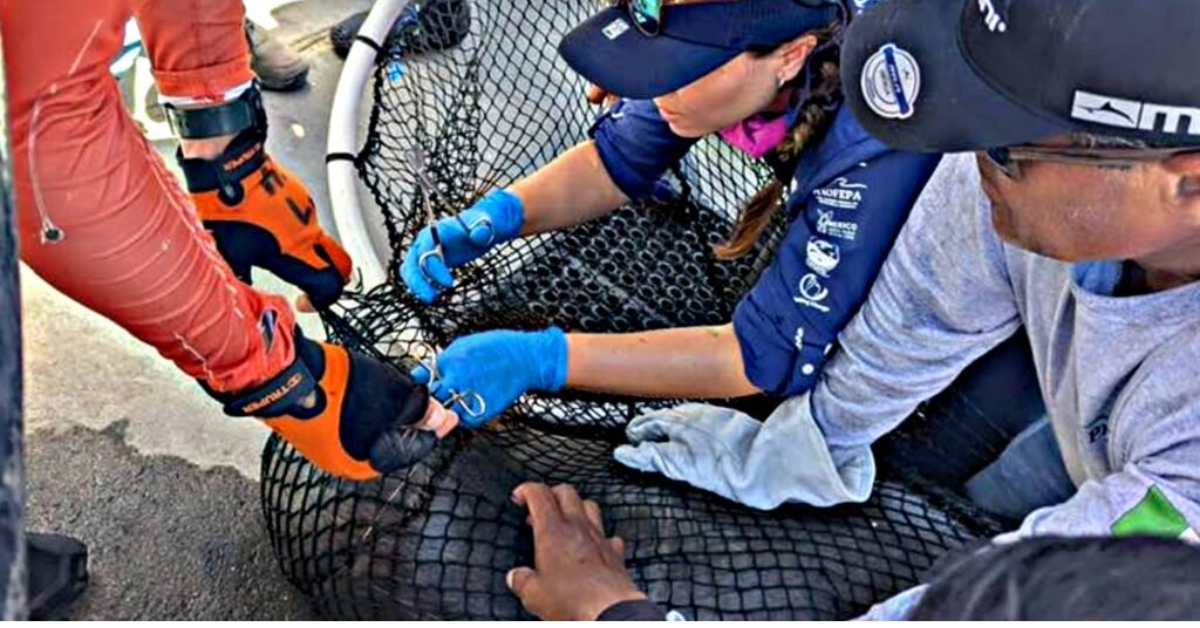 Cabo San Lucas sea lion rescue