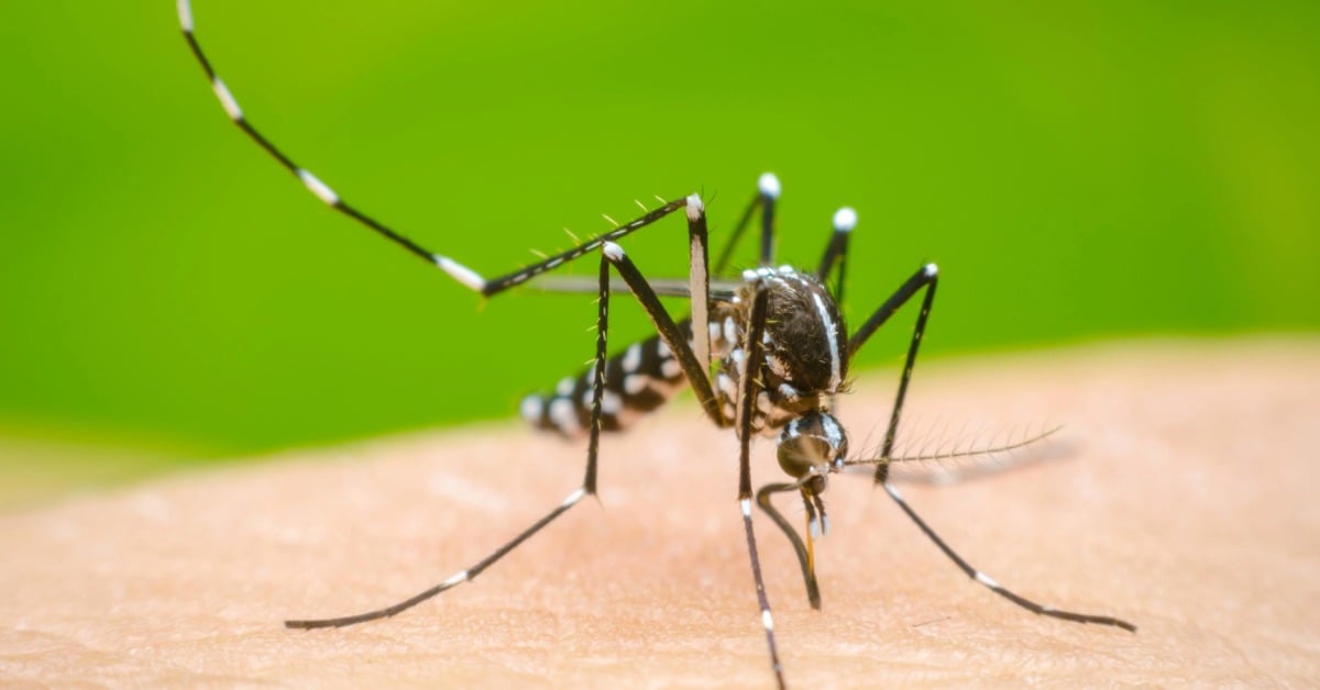 Dengue Fever Cases Spike