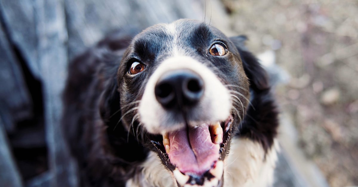 DogPrime Veterinary Clinic confirms a screwworm case in a Mérida pet