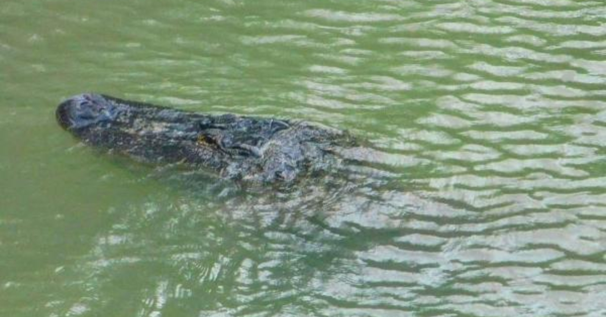 Flamingos beach closure in Bahía de Banderas remains after crocodile sightings