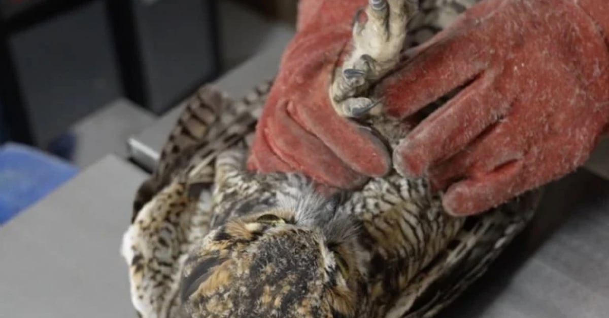 Huasca de Ocampo owl rescue