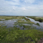 Lake Texcoco Revitalizes as Nature Reclaims Abandoned Airport Site