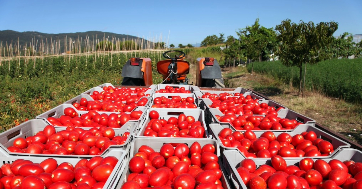 How the Mexican tomato tariff affects exports
