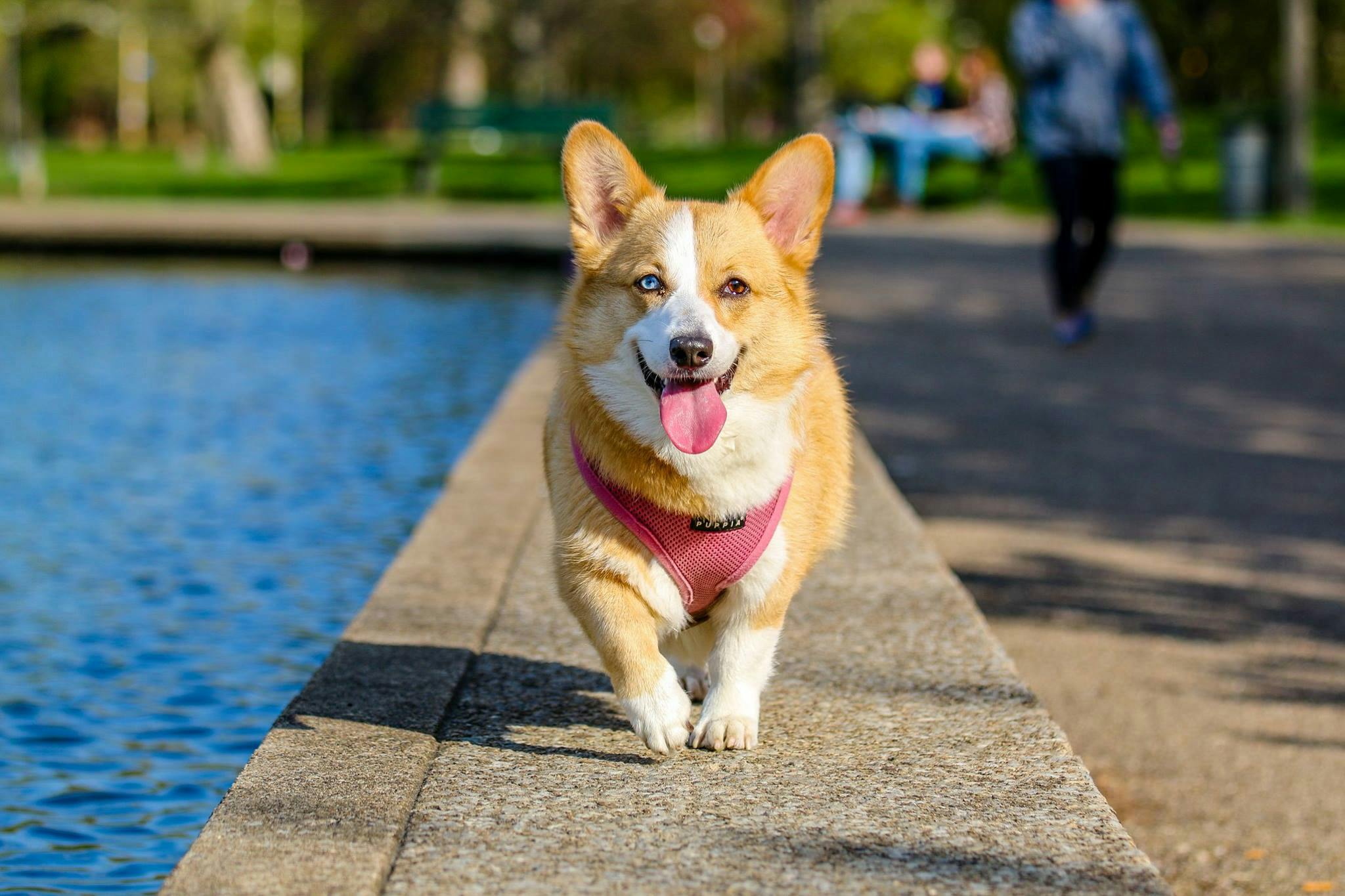 Get pet insurance in Mexico made easy