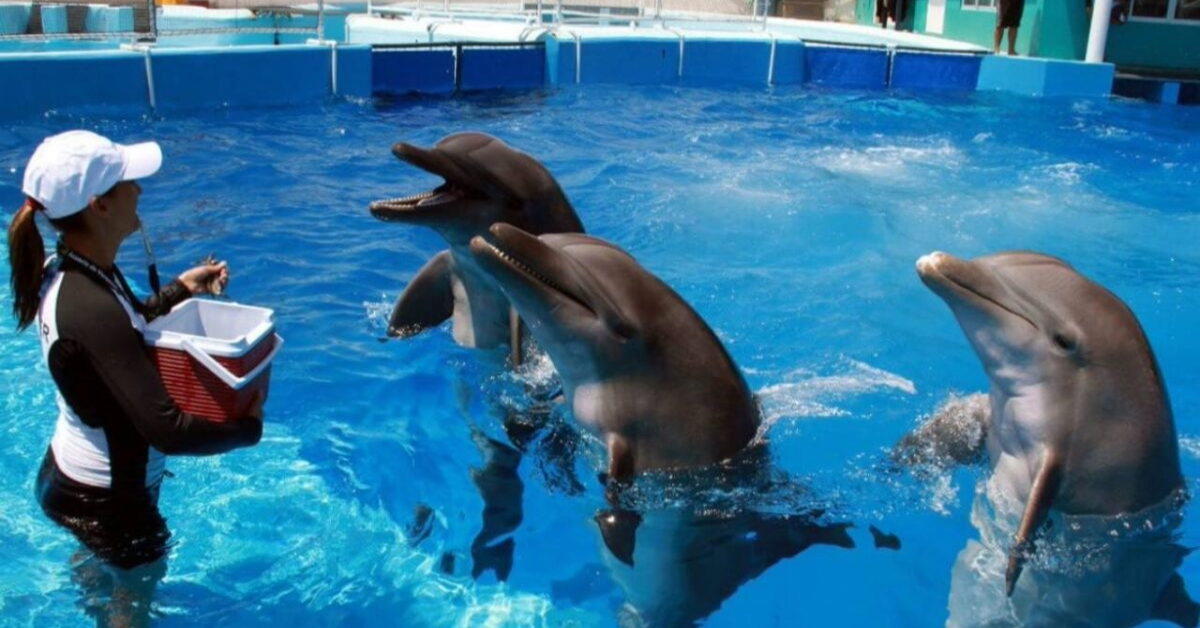 Quintana Roo begins the process to close live dolphin shows