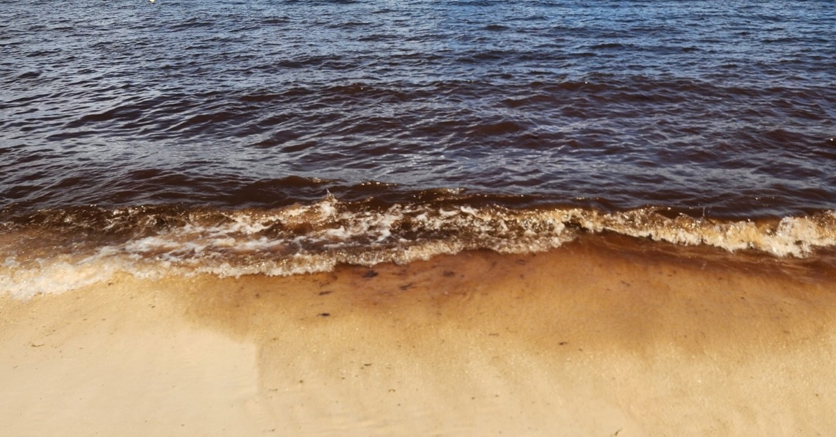 Quintana Roo with most sargassum