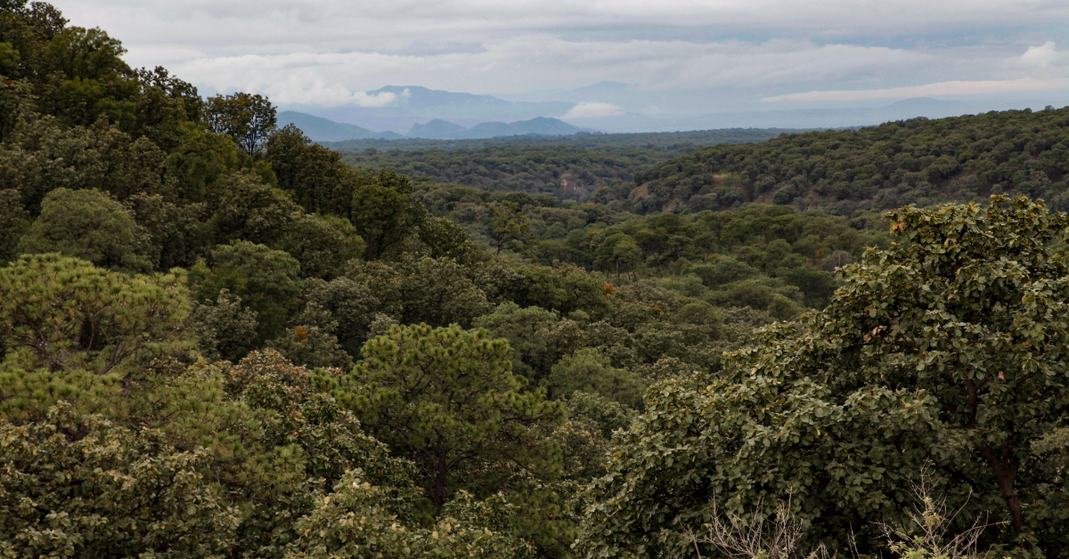 Reforestation in Jalisco