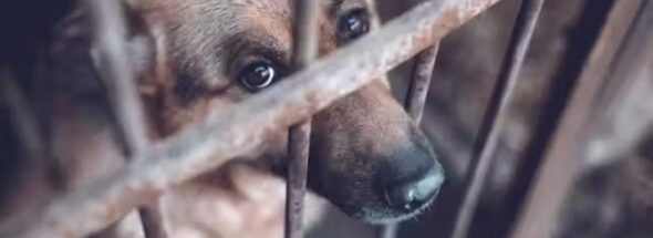 Tepic animal abuse sanctions