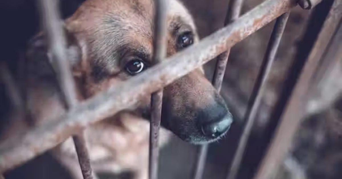 Tepic animal abuse sanctions