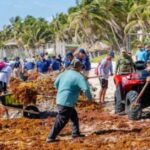 Tulum Ramps Up Sargassum Cleanup