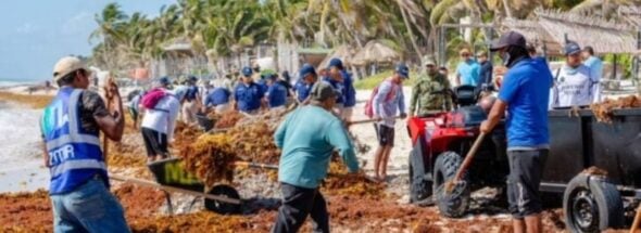 Tulum Ramps Up Sargassum Cleanup