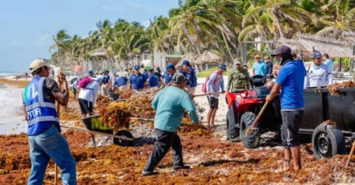 Tulum Ramps Up Sargassum Cleanup