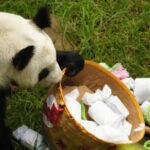 Xin Xin last giant panda in Mexico