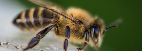 bee attack at Monclova River