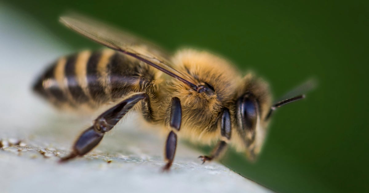 bee attack at Monclova River