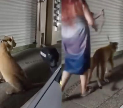 couple-walks-lion-on-leash-puerto-vallarta
