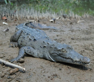 crocodile-killed-el-salado-estuary