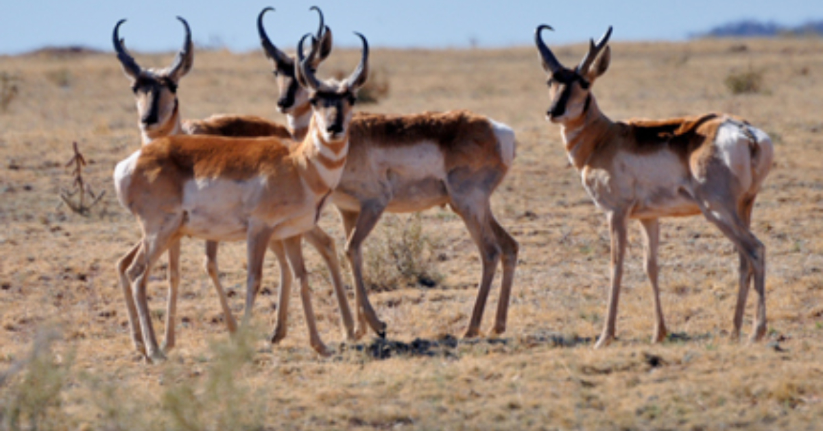 Mexican and U.S. face deadline to restore wildlife corridors in the El Pinacate and Gran Desierto de Altar Biosphere Reserve