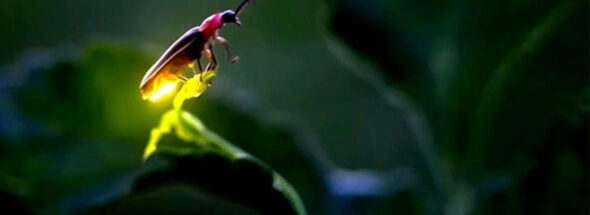 fireflies in Mexico