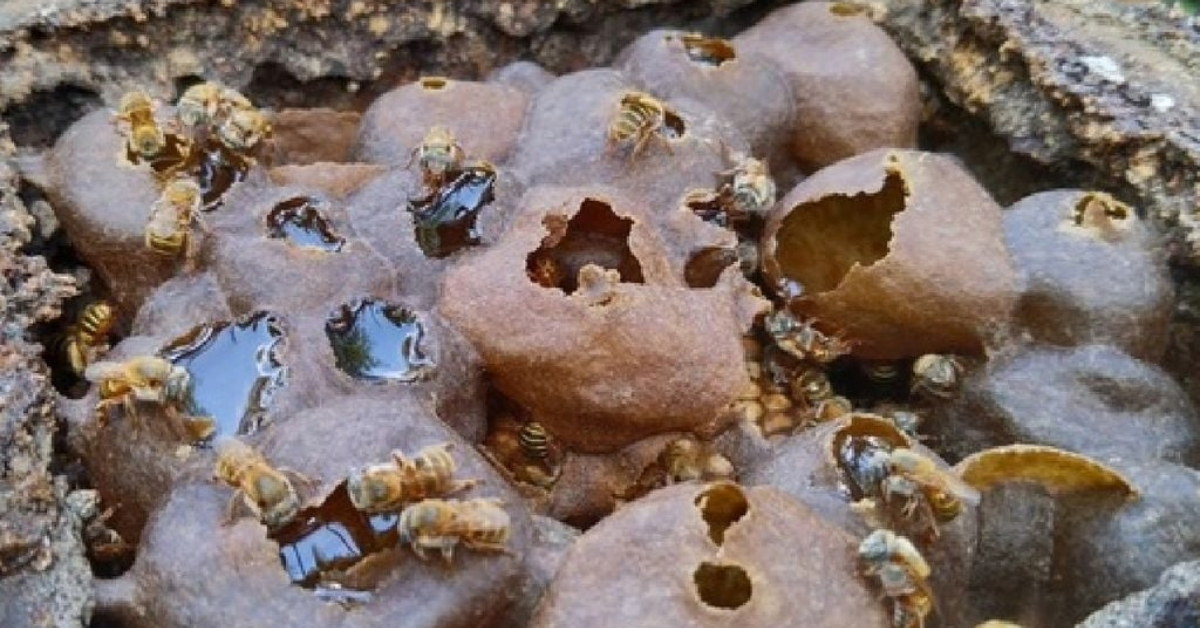 meliponiculture in Valladolid