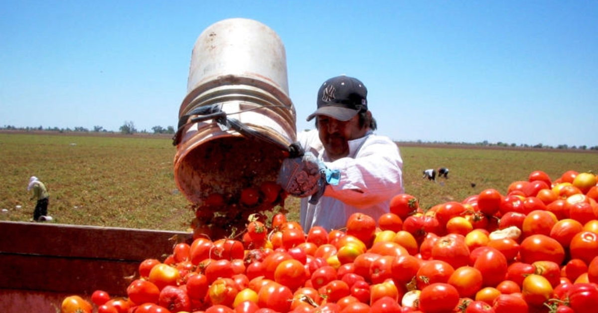 The new Mexican tomato tariff of 17.09% risks higher prices and shortages in the US market