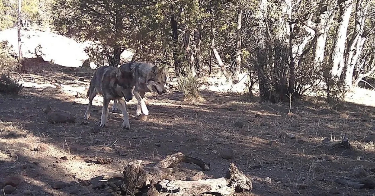 Mexico Records First Wild-Born Mexican Wolf in Chihuahua