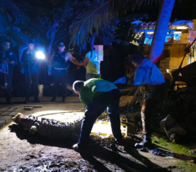 puerto-vallarta-second-crocodile-killed-july