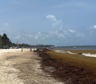 quintana-roo-sargassum-beaches-report-july-12-2025