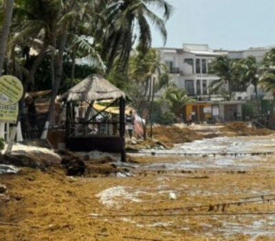 sargassum-crisis-playa-del-carmen-government-inaction